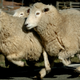 Illustration for article titled Tech-Savvy Sheep Shoot Their Shepherd a Text When a Wolf Attacks